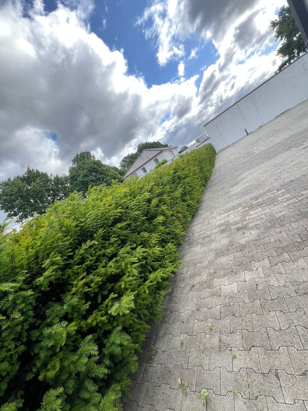 Heckenschnitt an der Pflasterung – Vorher